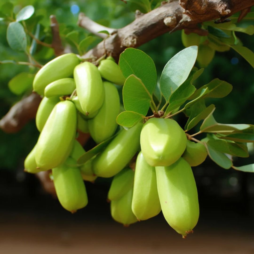 5-HTP (Griffonia simplicifolia)