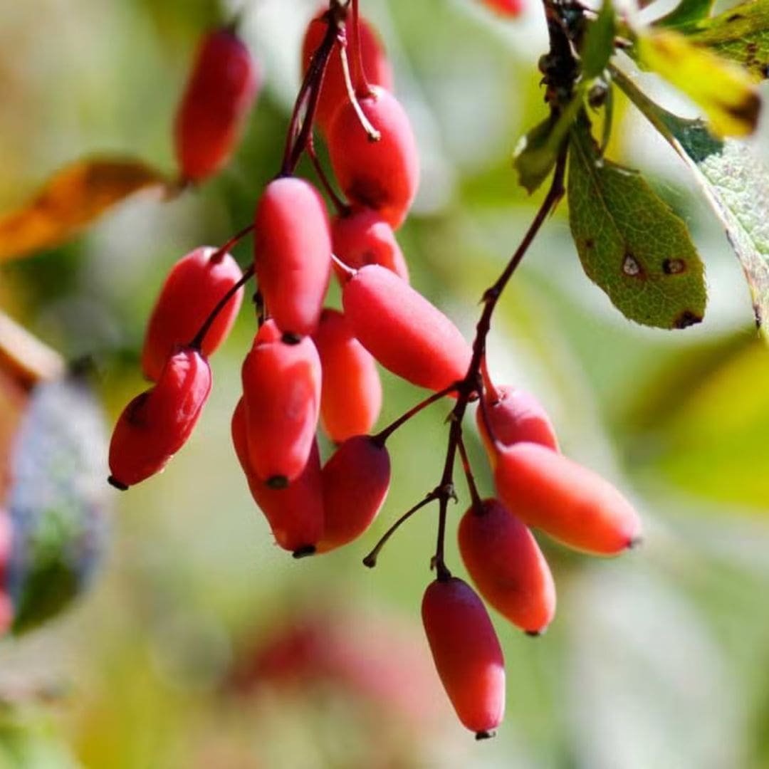 Berberine (Berberis vulgaris)