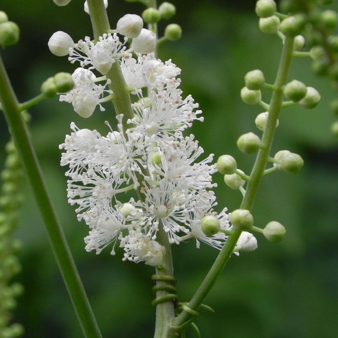 Black Cohosh (Actaea racemose)