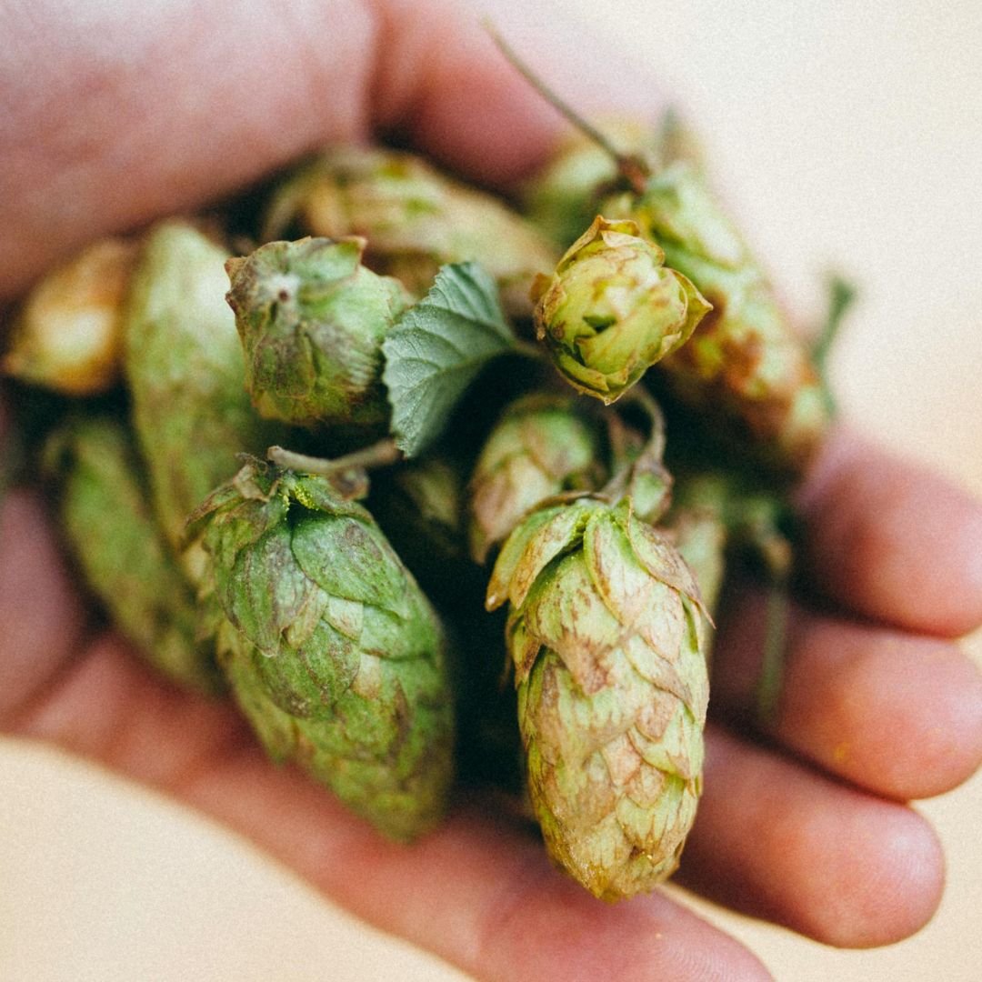 Hops (Humulus lupulus)
