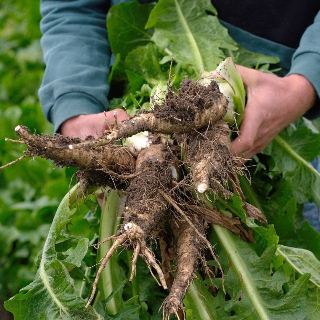 Inulin (fructo-oligosaccharides)
