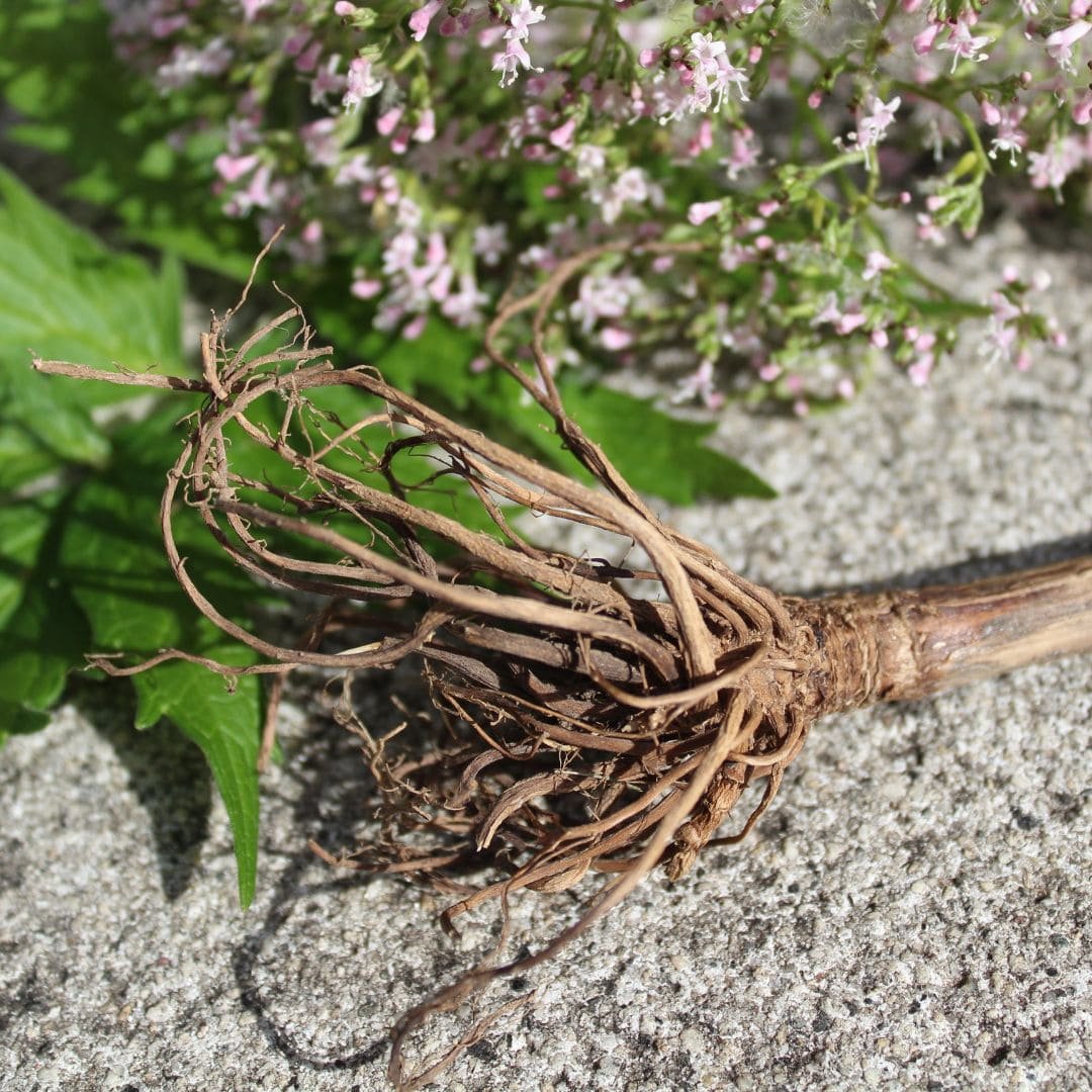 Valerian Root (Valerianae Radix)